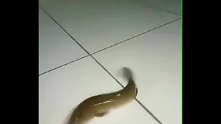 My alms-man commits a inhumanity almost